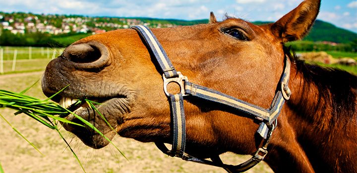 alimentação cavalos