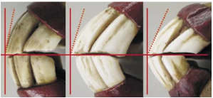 Cronometria Dentária Equina