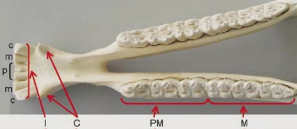 Cronometria Dentária Equina 2