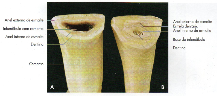 Cronometria Dentária Equina