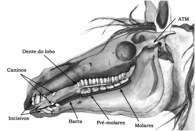 principais casos-odonto