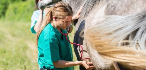 resize-500x334_veterinario-cavalo-com-colica