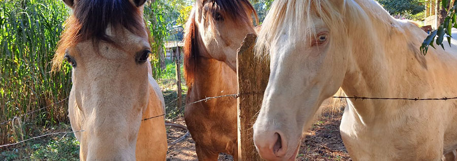 Cavalos pacientes Curso Odontologia Equina