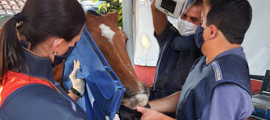 Exame Radiológico Odontológico Equino