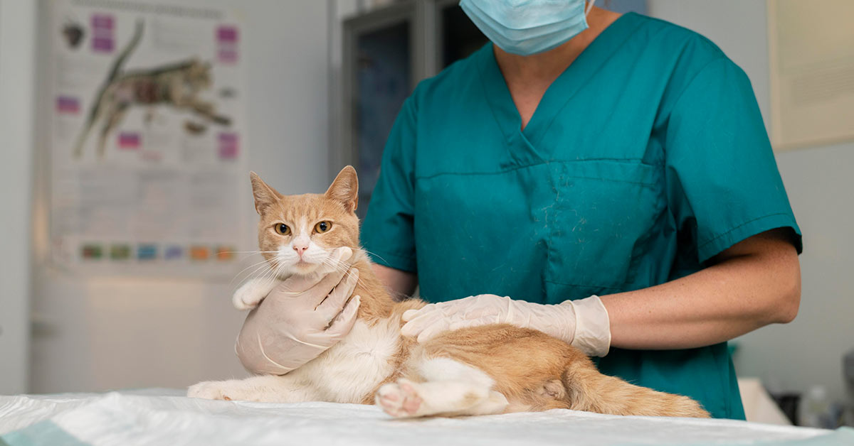 Procedimentos Veterinários em Felinos: Da Rotina à Raridade e Instrumentais Utilizados