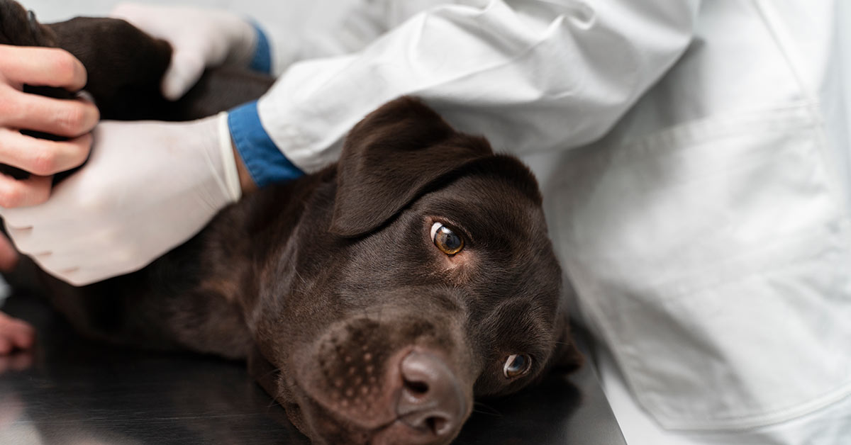 Tratamento de parasitas em cães