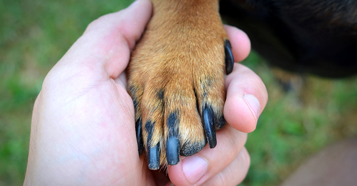 Tala Anatômica para Cães e Gatos: Como Escolher o Tamanho Ideal e seus Benefícios