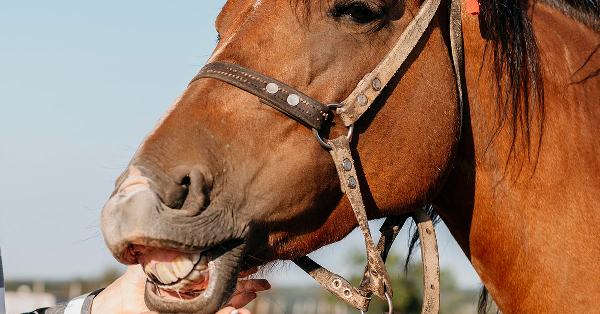 Veja a importância e os motivos para o tratamento odontológico equino