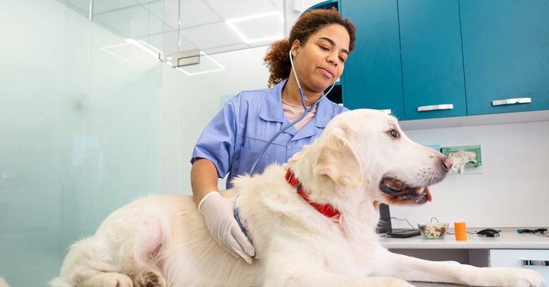 Como Construir uma Carreira de Sucesso na Medicina Veterinária