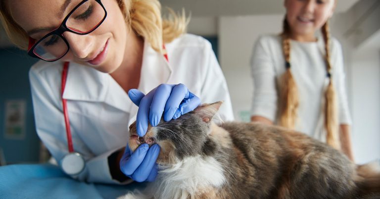 Como escolher a área de atuação após se formar em Medicina Veterinária