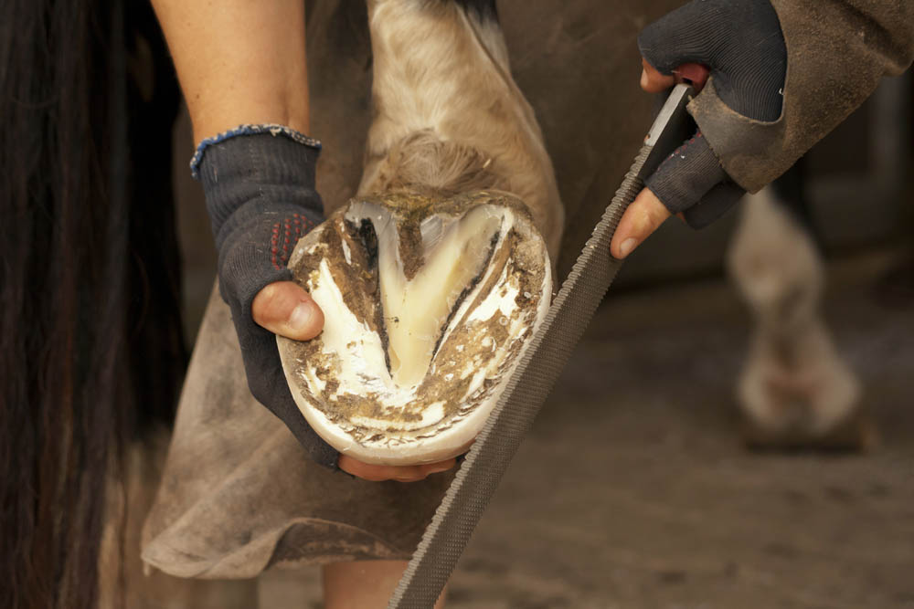 A Importância da Podologia equina para a Saúde dos Cavalos