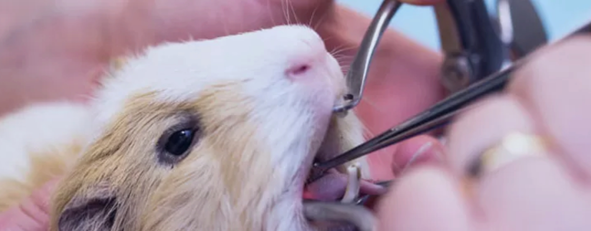 Odontologia de Roedores e Lagomorfos, avaliação intraoral de hamster (ilustração)